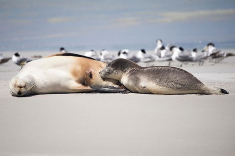 Kangaroo Island Luxury Small Group 'Island Life' Full Day Tour - Great Ocean Road Restaurant 5