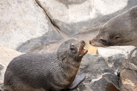 Kangaroo Island Luxury Small Group 'Flinders Chase Focus' Full Day Tour - Great Ocean Road Restaurant 2