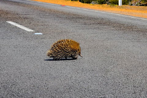 Kangaroo Island Luxury Small Group 'Flinders Chase Focus' Full Day Tour - Great Ocean Road Restaurant 3