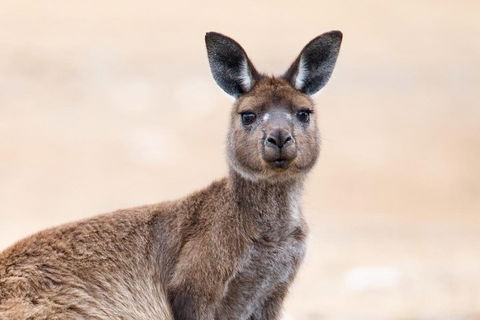 Kangaroo Island Luxury Small Group 'East End Explorer' Full Day Tour - Great Ocean Road Restaurant 1