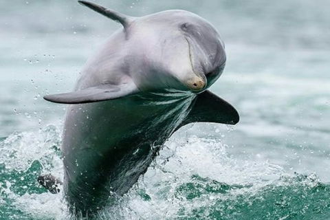 Dolphin, Penguin And Sea Lion Cruise - Great Ocean Road Restaurant 2