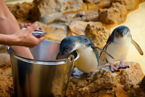 Dolphin, Penguin And Sea Lion Cruise - Great Ocean Road Restaurant 3
