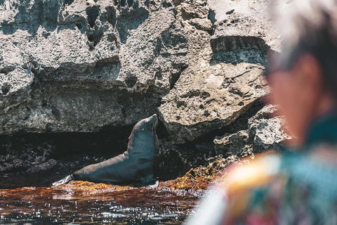 Adventure Rottnest Tour With Ferry & Adventure Cruise From Perth Or Fremantle - Great Ocean Road Restaurant 1