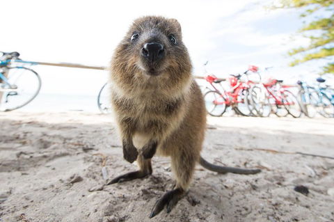 Rottnest Island Round-Trip Ferry From Perth Or Fremantle - Great Ocean Road Restaurant 3