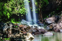 Full Day Small Group Luxury Tour to Tamborine Mountain, Brisbane