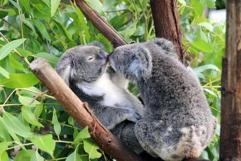 Classic Kuranda By Skyrail And Scenic Railway Including Rainforestation, Koala And Wildlife Park And Pamagirri Aboriginal Experi - Great Ocean Road Restaurant 3