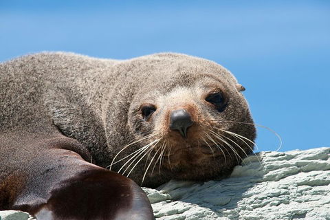 Kangaroo Island 75-Minute Ocean Safari - Great Ocean Road Restaurant 1