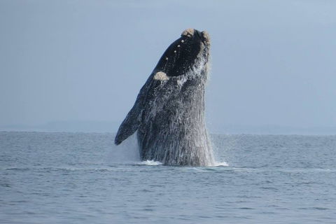 Kangaroo Island 75-Minute Ocean Safari - Great Ocean Road Restaurant 2
