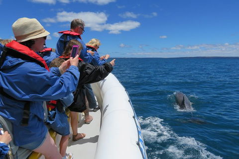 Kangaroo Island 75-Minute Ocean Safari - Great Ocean Road Restaurant 3