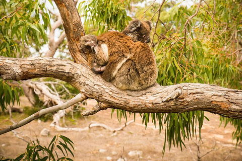 3 Day Port Lincoln And Coffin Bay Private Tour - Great Ocean Road Restaurant 5
