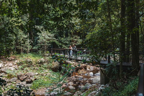 Springbrook AndTamborine Rainforest Tour Incl Natural Bridge And Glow Worm Cave - Great Ocean Road Restaurant 3