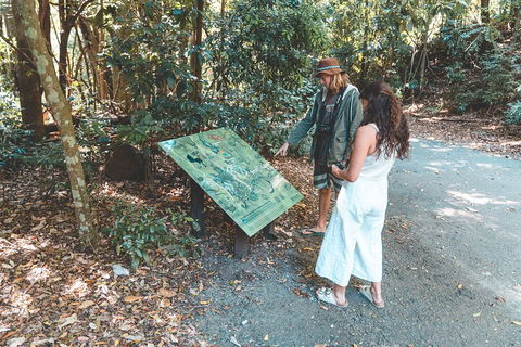 Springbrook AndTamborine Rainforest Tour Incl Natural Bridge And Glow Worm Cave - Great Ocean Road Restaurant 5