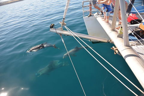 Dolphin Cruise From Adelaide With Optional Dolphin Swim - Great Ocean Road Restaurant 1