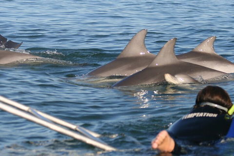 Dolphin Cruise From Adelaide With Optional Dolphin Swim - Great Ocean Road Restaurant 2