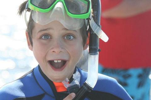 Dolphin Cruise From Adelaide With Optional Dolphin Swim - Great Ocean Road Restaurant 3