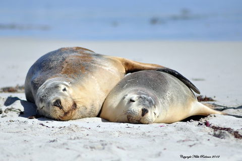 NEW TOUR - Kangaroo Island Road To Recovery Tour (1 Day/1 Night) - Great Ocean Road Restaurant 1
