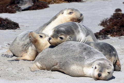 Small-Group Kangaroo Island 4WD Tour From Adelaide - Great Ocean Road Restaurant 1