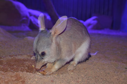 Kuranda Wildlife Experience Three Attraction Pass - Great Ocean Road Restaurant 0