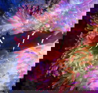 Cairns Aquarium by Twilight with 3-Course Dinner - Great Ocean Road Restaurant