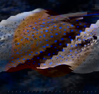 Cairns Aquarium Tour by Twilight with Drink and Appetiser - Great Ocean Road Restaurant