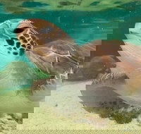 Cairns Aquarium Marine Life Encounter Ticket with 2-Course Lunch - Great Ocean Road Restaurant