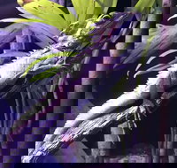 Cairns Aquarium Admission Ticket - Great Ocean Road Restaurant