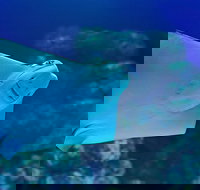 Cairns Aquarium Family Ticket - Great Ocean Road Restaurant