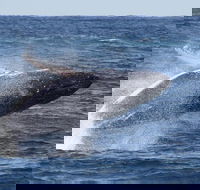 Whale Watching by Sea World Cruises - Great Ocean Road Restaurant