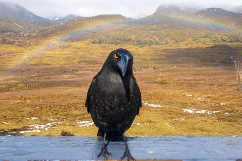 Cradle Mountain Park Explorer Guided Tour - Great Ocean Road Restaurant 2