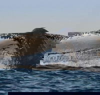 Sydney Whale-Watching Cruise Including Lunch or Breakfast - Great Ocean Road Restaurant