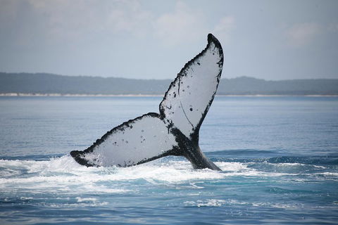 Hervey Bay Whale Watching Cruise - Great Ocean Road Restaurant 0
