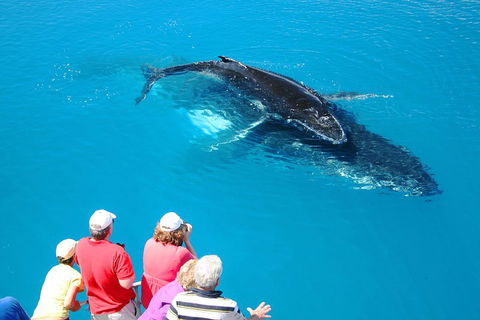 Hervey Bay Whale Watching Cruise - Great Ocean Road Restaurant 2