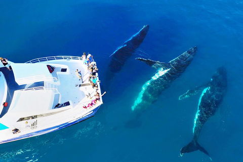 Hervey Bay Whale Watching Cruise - Great Ocean Road Restaurant 3