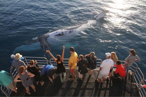 Hervey Bay Whale Watching Cruise - Great Ocean Road Restaurant 4