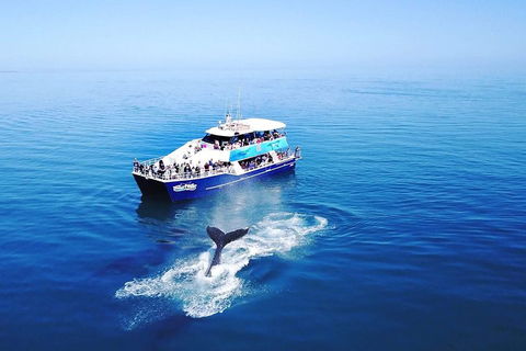Hervey Bay Whale Watching Cruise - Great Ocean Road Restaurant 5