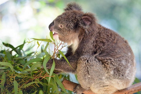 Blue Mountains Private Tour With Kangaroos & Koala Encounter - Great Ocean Road Restaurant 0