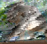 Lone Pine Koala Sanctuary Admission with Brisbane River Cruise - Great Ocean Road Restaurant