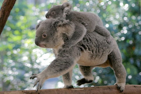 Lone Pine Koala Sanctuary Admission With Brisbane River Cruise - Great Ocean Road Restaurant 0