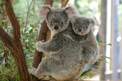 Lone Pine Koala Sanctuary Admission With Brisbane River Cruise - Great Ocean Road Restaurant 3