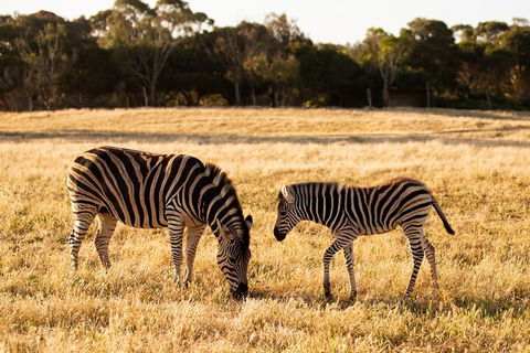 Sunset Safari At Werribee Open Range Zoo - Great Ocean Road Restaurant 3
