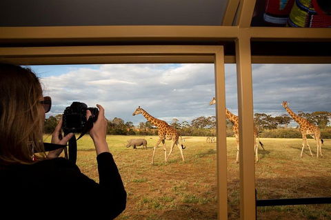 Sunset Safari At Werribee Open Range Zoo - Great Ocean Road Restaurant 4
