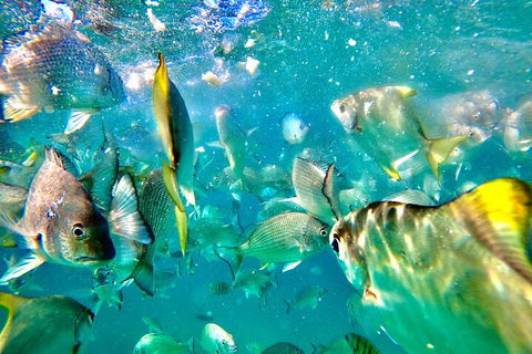 Moreton Island Day Trip (Kayak, Snorkel & Sandboard) Frm Brisbane Or Gold Coast - Great Ocean Road Restaurant 1