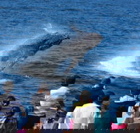 Tangalooma Island Resort Whale Watching Day Cruise - Great Ocean Road Restaurant