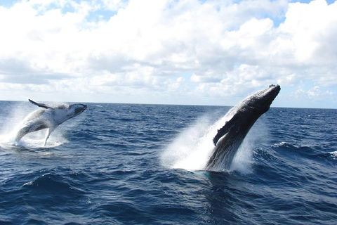 Tangalooma Island Resort Whale Watching Day Cruise With Dolphin Feeding - Great Ocean Road Restaurant 1
