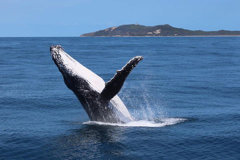 Tangalooma Island Resort Whale Watching Day Cruise With Dolphin Feeding - Great Ocean Road Restaurant 3