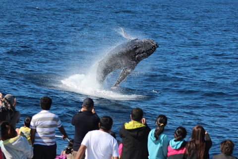 Tangalooma Island Resort Whale Watching Day Cruise With Dolphin Feeding - Great Ocean Road Restaurant 5