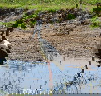 Darwin to Kakadu Day Trip by Air Including Yellow Water Cruise - Great Ocean Road Restaurant