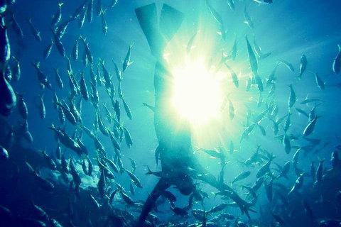 2-Day Whitsundays Sailing Adventure: SV Whitehaven - Great Ocean Road Restaurant 1