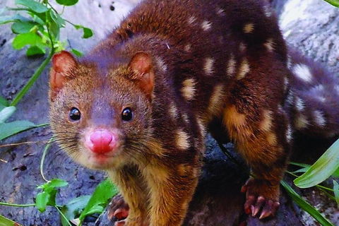 Hartley's Crocodile Adventures Breakfast With The Koalas - Great Ocean Road Restaurant 2