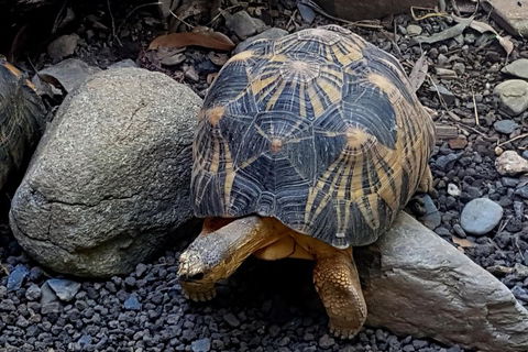Hartley's Crocodile Adventures Breakfast With The Koalas - Great Ocean Road Restaurant 4